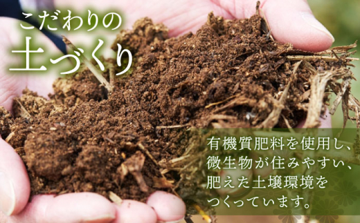 【全3回定期便】「こだわりブレンド茶」さざの 有機栽培茶 初摘み （100g×3本/回）【宝緑園】 [QAH013]