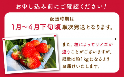 【先行予約・1月発送開始】佐々町産 いちご 「ゆめのか」約1.0kg （250g×4パック）【市丸農園 いちご研究室】 [QBF001]