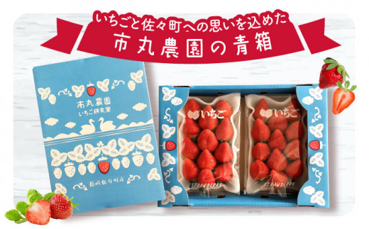 【先行予約・全3回定期便】佐々町産 いちご 「ゆめのか」約1.0kg （250g×4パック）/回 （総量計3.0kg）【市丸農園 いちご研究室】 [QBF003]