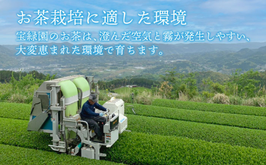 【全3回定期便】「あっさりとした有機栽培茶」さざの 有機栽培茶 芽吹き （100g×3本/回）【宝緑園】 [QAH025]