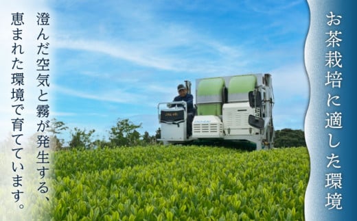 【全12回定期便】「1番茶の濃厚な旨味！」さざの 有機栽培茶  極  （100g×3本/回）【宝緑園】 [QAH024]