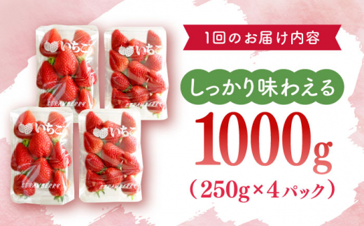 【先行予約・全3回定期便】佐々町産 いちご 「ゆめのか」約1.0kg （250g×4パック）/回 （総量計3.0kg）【市丸農園 いちご研究室】 [QBF003]