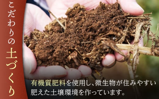 【有機栽培茶】一煎茶 ティーバッグ 4種 飲み比べ セット （各3g×10個入）【宝緑園】 [QAH033] お茶 有機栽培 お茶 佐々 長崎 お茶 お茶