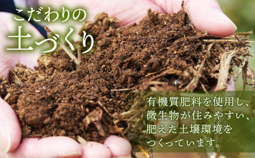 【全3回定期便】「旬の爽やかさ薫る♪」さざの 有機栽培茶 八十八夜 （100g×3本/回）【宝緑園】 [QAH010]