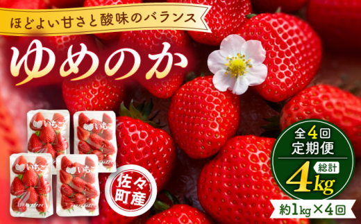 【先行予約・全4回定期便】佐々町産 いちご 「ゆめのか」約1.0kg （250g×4パック）/回 （総量計4.0kg）【市丸農園 いちご研究室】 [QBF004]