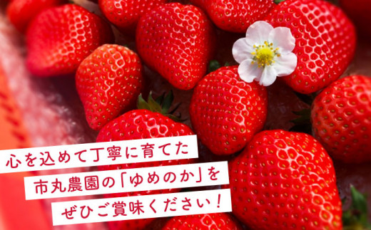 【先行予約・全2回定期便・3,4月発送】佐々町産 いちご 「ゆめのか」約1.0kg （250g×4パック）/回 （総量計2.0kg）【市丸農園 いちご研究室】 [QBF002]