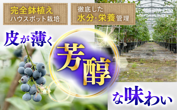 ジューシーで濃厚な甘み！佐々町産冷凍ブルーベリー「あいあいの雫」300ｇ×4袋【堀内フルーツファーム】 [QAT017]