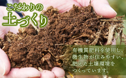 【全12回定期便】さざの 有機栽培茶 ティーバッグ 詰め合わせ （緑茶・ほうじ茶 各60g×2袋/回）【宝緑園】 [QAH030]