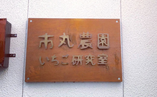 【先行予約・全4回定期便】佐々町産 いちご 「ゆめのか」約1.0kg （250g×4パック）/回 （総量計4.0kg）【市丸農園 いちご研究室】 [QBF004]