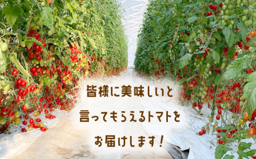 【先行予約】【甘くてジューシー】ミニトマト アイコ 1.0kg【C&T farm】 [QBG001]