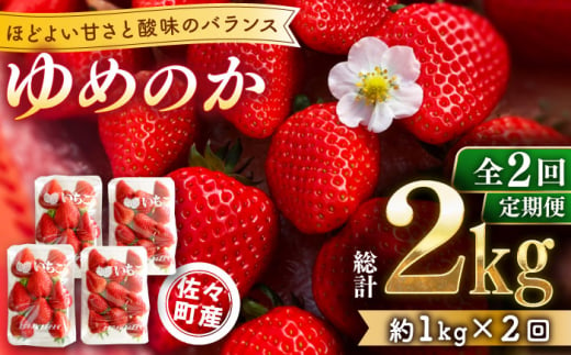 【発送月選択可能】【先行予約・全2回定期便】佐々町産 いちご 「ゆめのか」約1.0kg （250g×4パック）/回 （総量計2.0kg）【市丸農園 いちご研究室】 [QBF002]