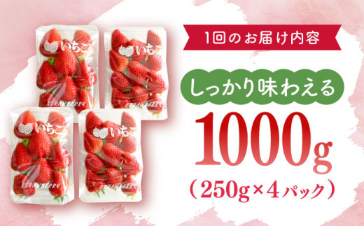 【先行予約・全2回定期便・3,4月発送】佐々町産 いちご 「ゆめのか」約1.0kg （250g×4パック）/回 （総量計2.0kg）【市丸農園 いちご研究室】 [QBF002]