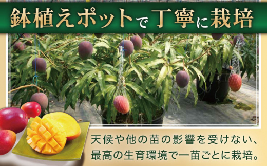 【訳あり】【心地よい至福の果肉感！】完熟プレミアム プリンセスマンゴー 不揃い3000g【堀内フルーツファーム】 [QAT015]