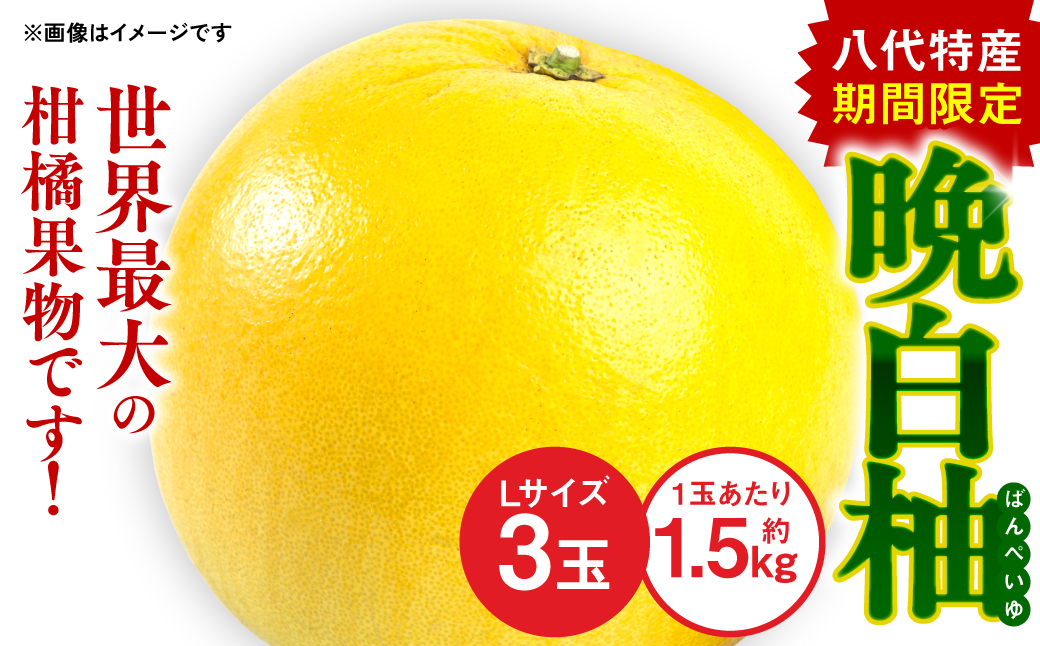 八代 特産 晩白柚 （ばんぺいゆ）Lサイズ 3玉 柑橘 果物 フルーツ 熊本県産 ばんぺいゆ フルーツ 柑橘 特産品
