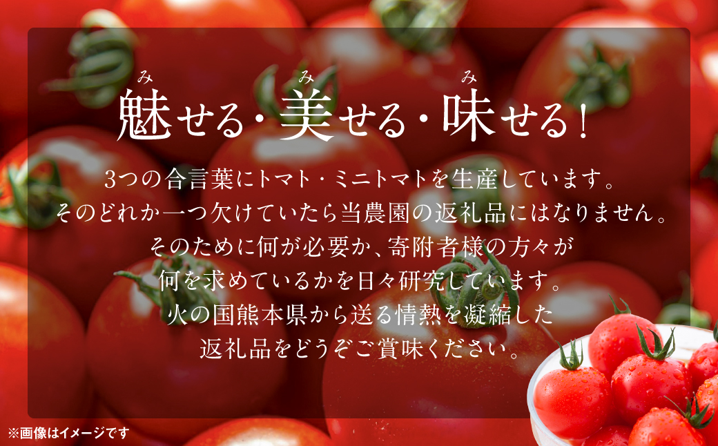 魅せる・美せる・味せる！「３み」一体ミニトマト！ 八代市産 トマト ミニトマト 約3kg 野菜 とまと 熊本県 八代市