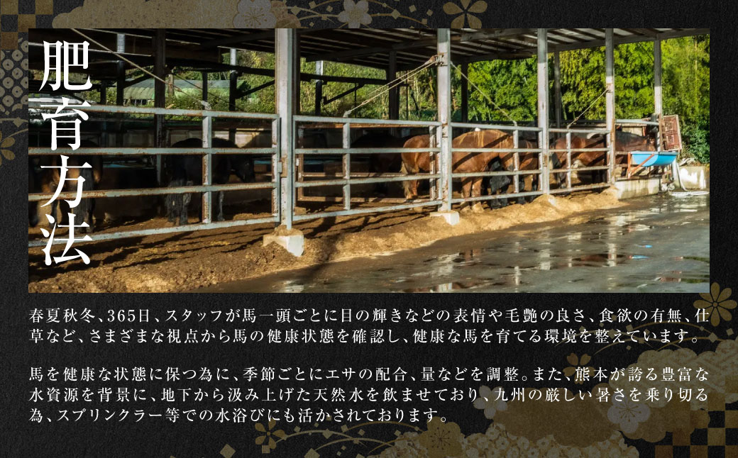 中トロ馬刺し300g 馬さし お肉 馬肉 刺身 刺し身 馬刺し 馬刺しブロック 馬刺し冷凍 おかず おつまみ 熊本県 八代市