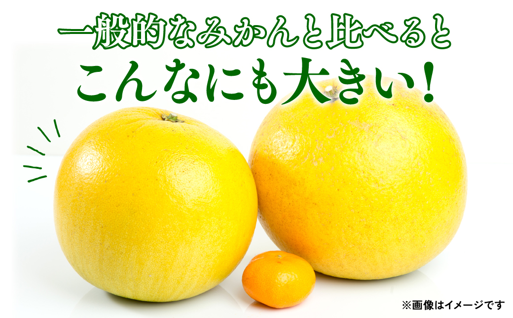 【先行予約】 八代特産 晩白柚（ばんぺいゆ）2Lサイズ(約2kg)×1玉 柑橘 果物 フルーツ 熊本県産 ばんぺいゆ フルーツ 柑橘 特産品【2024年12月上旬より順次発送】