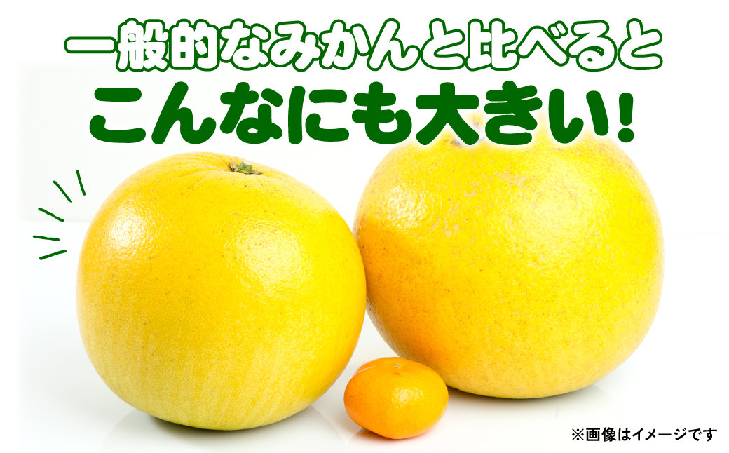 熊本県産 ハウス晩白柚 青秀品 3Lサイズ 4玉 - 果物