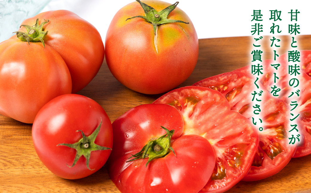 【順次発送】 【訳あり】 八代市産 規格外トマト 1.5kg 熊本県 トマト 野菜