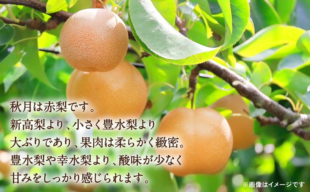 【先行予約】 秋月梨 2kg (4～8玉) 熊本県産 【2024年9月中旬より順次発送開始】