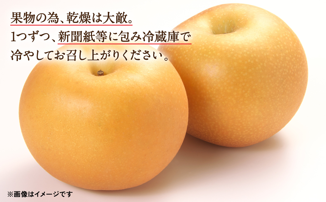 【先行予約】 秋月梨 2kg (4～8玉) 熊本県産 【2024年9月中旬より順次発送開始】