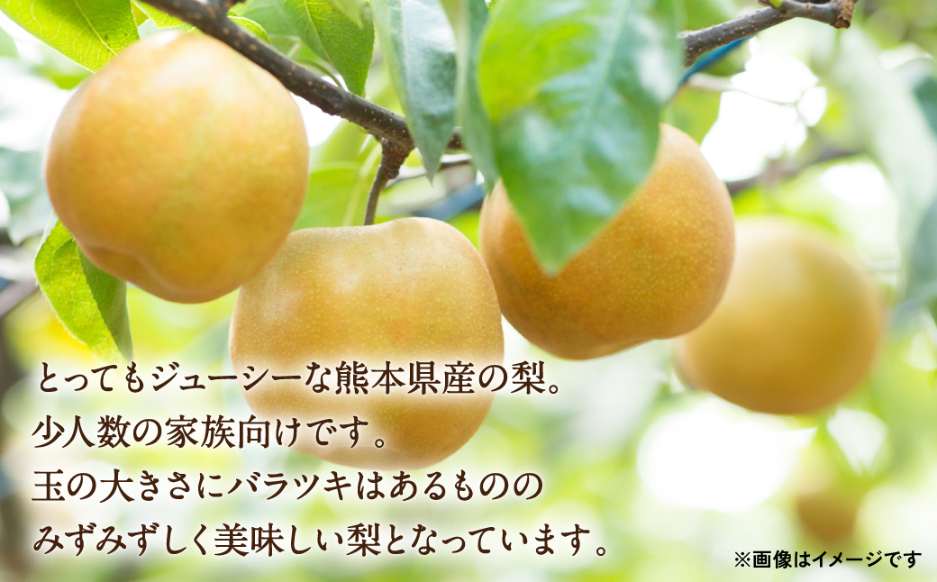 【先行予約】 豊水梨 2.5kg (4～8玉) 熊本県産 【2024年8月中旬より順次発送開始】