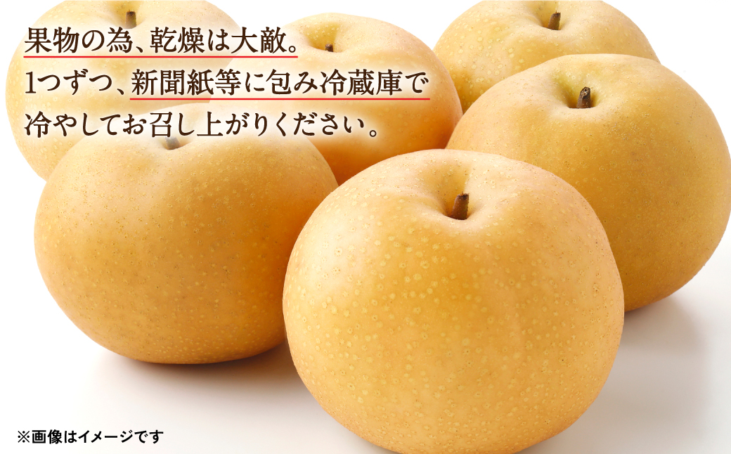 【先行予約】 豊水梨 2.5kg (4～8玉) 熊本県産 【2024年8月中旬より順次発送開始】