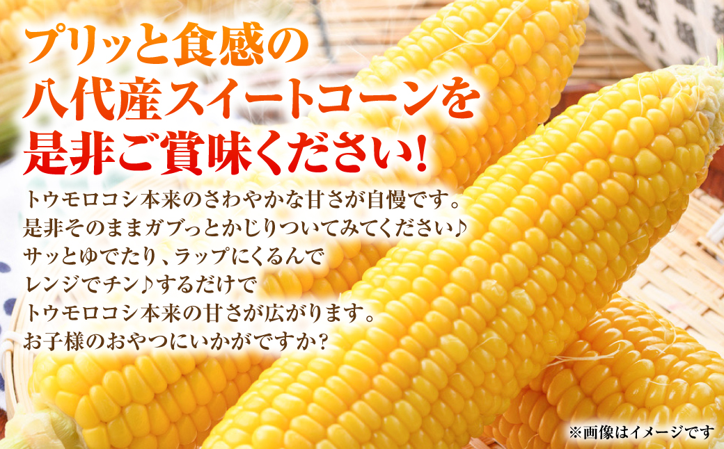 【先行予約】プリッとジューシー！ 熊本県 八代市産 スイートコーン ゴールドラッシュ 約4.5kg (13～16本) とうもろこし トウモロコシ コーン 甘い 朝採り 高糖度 BBQ  熊本県 八代市 【2026年6月上旬より順次発送】