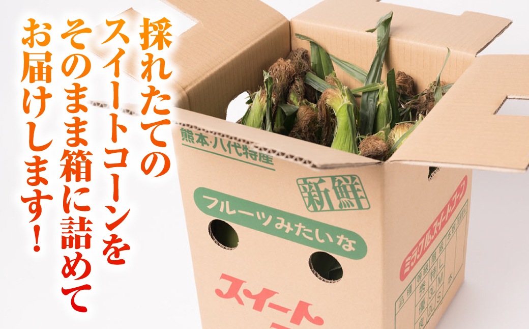 【先行予約】プリッとジューシー！ 熊本県 八代市産 スイートコーン ゴールドラッシュ 約4.5kg (13～16本) とうもろこし トウモロコシ コーン 甘い 朝採り 高糖度 BBQ  熊本県 八代市 【2026年6月上旬より順次発送】