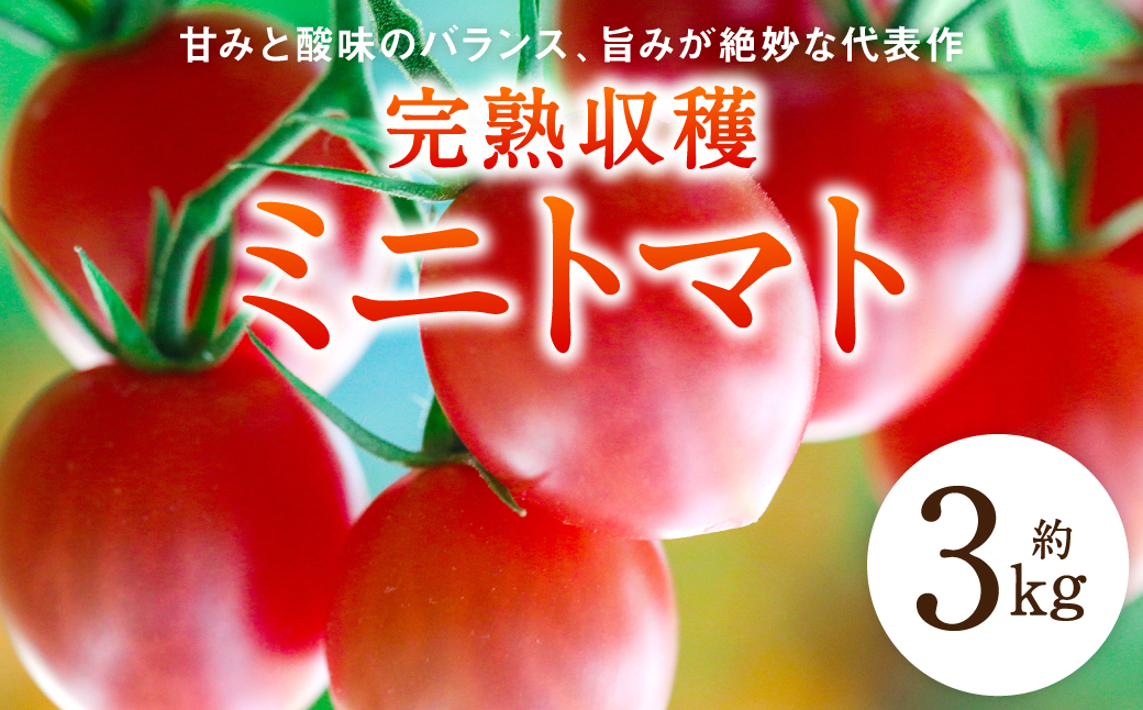 【甘みと酸味のバランス、旨みが絶妙な代表作】完熟収穫ミニトマト 約3kg トマト 甘い 野菜 旬 サラダ