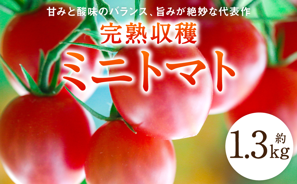 【先行予約】【甘みと酸味のバランス、旨みが絶妙な代表作】完熟収穫ミニトマト 約1.3kg トマト 甘い 野菜 旬 サラダ【2024年11月上旬順次発送】