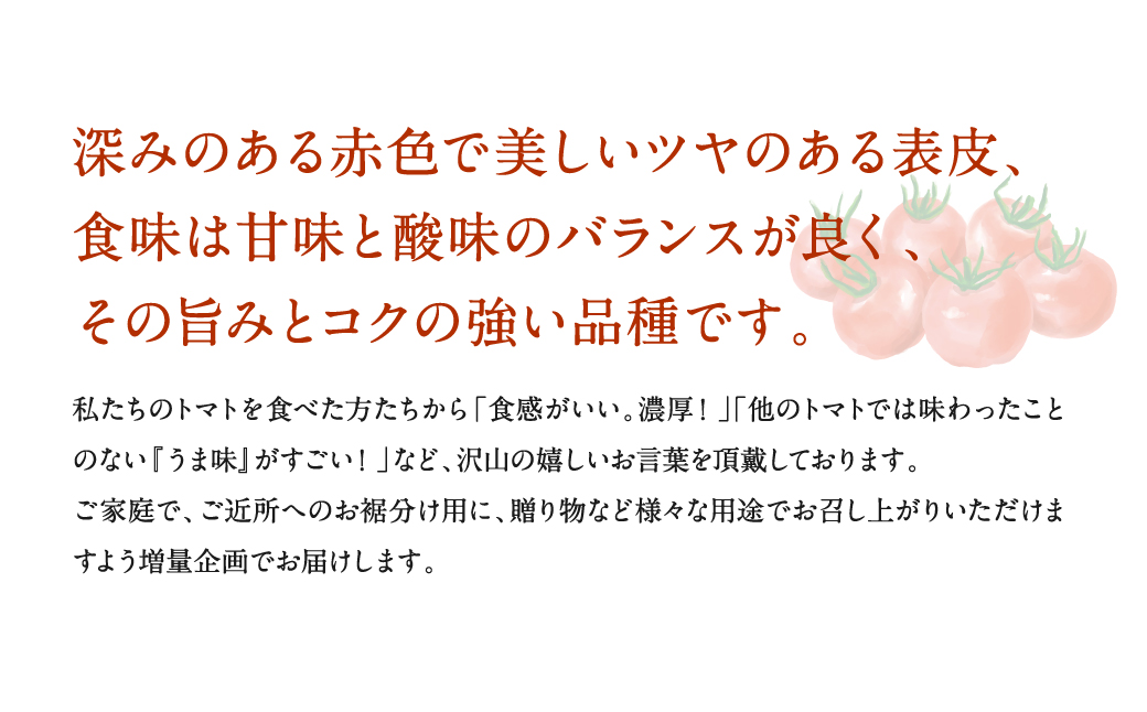 【先行予約】【甘みと酸味のバランス、旨みが絶妙な代表作】完熟収穫ミニトマト 約1.3kg トマト 甘い 野菜 旬 サラダ【2024年11月上旬順次発送】