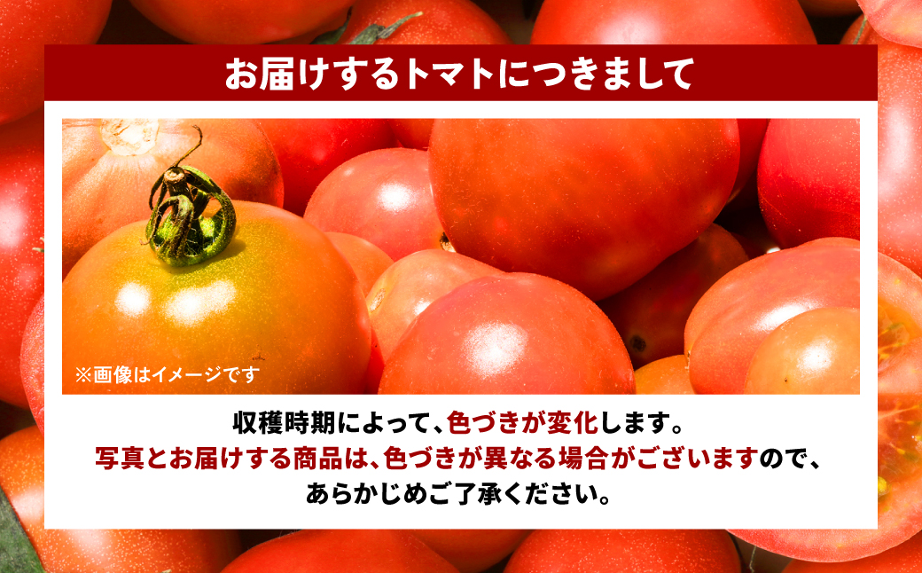 先行予約】【訳あり】八代産 トマト 2kg【2023年11月上旬より順次発送