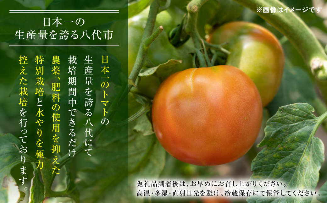 【先行予約】 訳ありトマト 約4.5kg トマト 野菜 やさい 新鮮 とまと 訳あり 特産品 熊本県 八代市 【2027年4月中旬より順次発送】