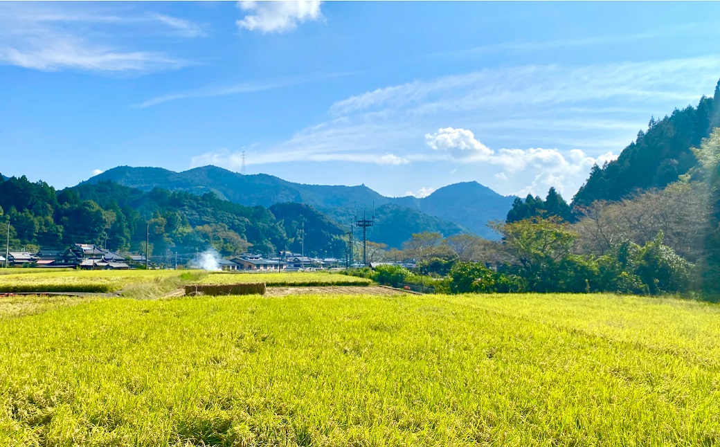 【先行予約】【令和6年産】鶴喰米 5kg くまさんの輝き 米 精米 白米 熊本県産 国産 【2024年10月上旬より順次発送】