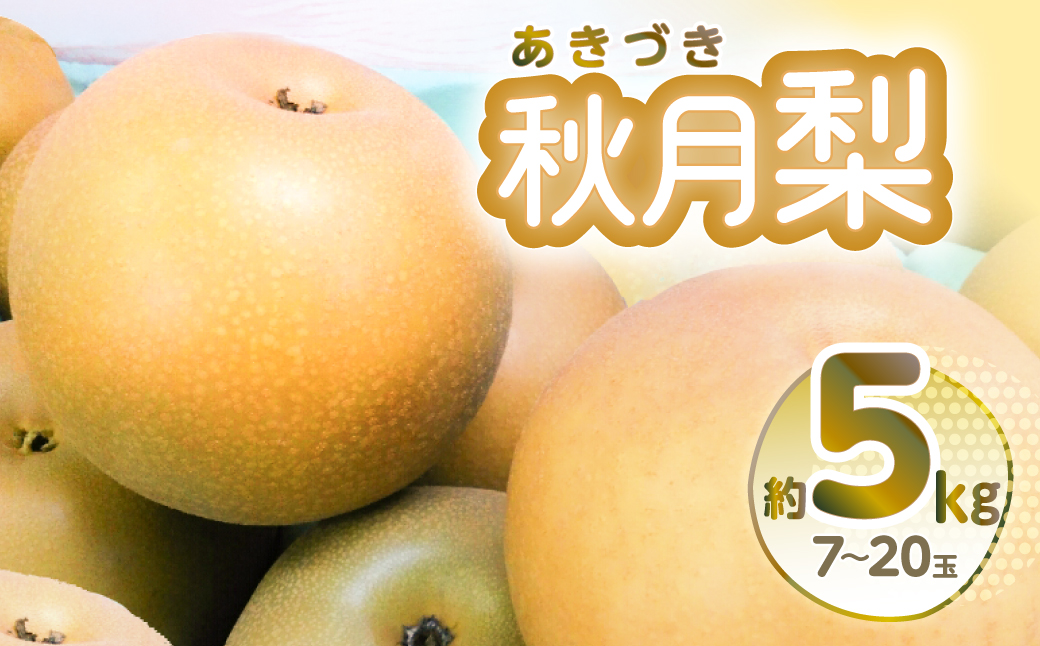  【先行予約】秋月梨 約5kg 7~20玉 梨 なし 熊本県産【2025年8月下旬より順次発送】