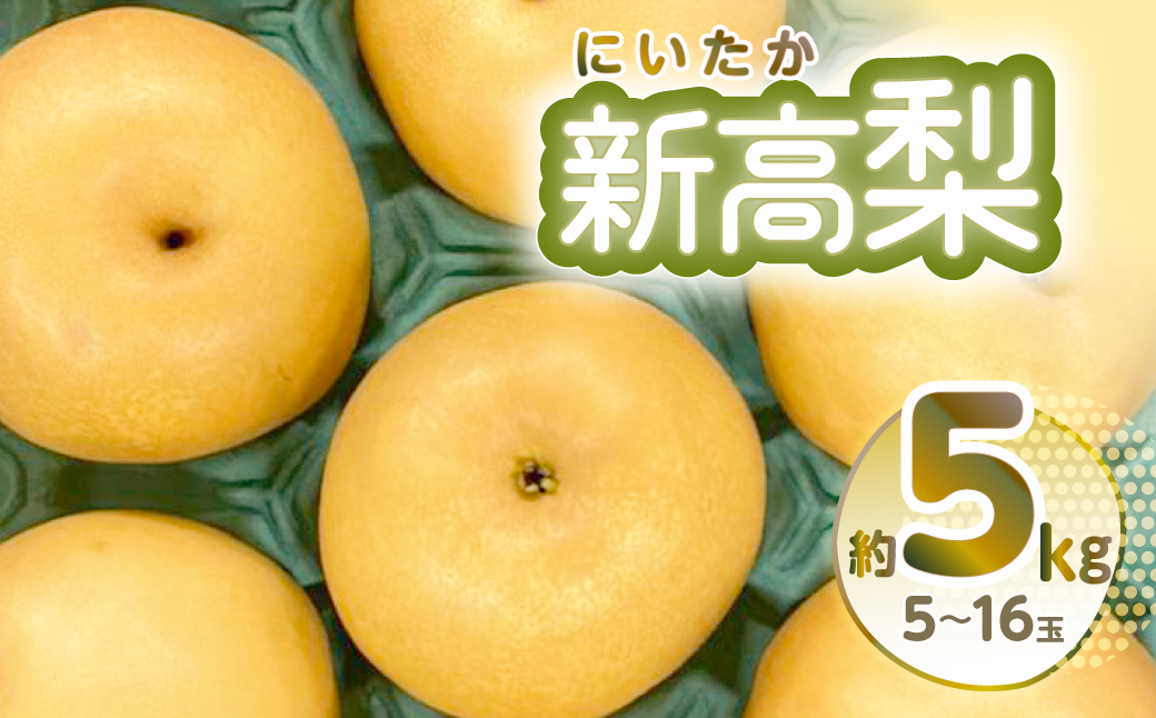 【先行予約】新高梨 約5kg 5~16玉 梨 なし 熊本県産【2025年9月上旬より順次発送】