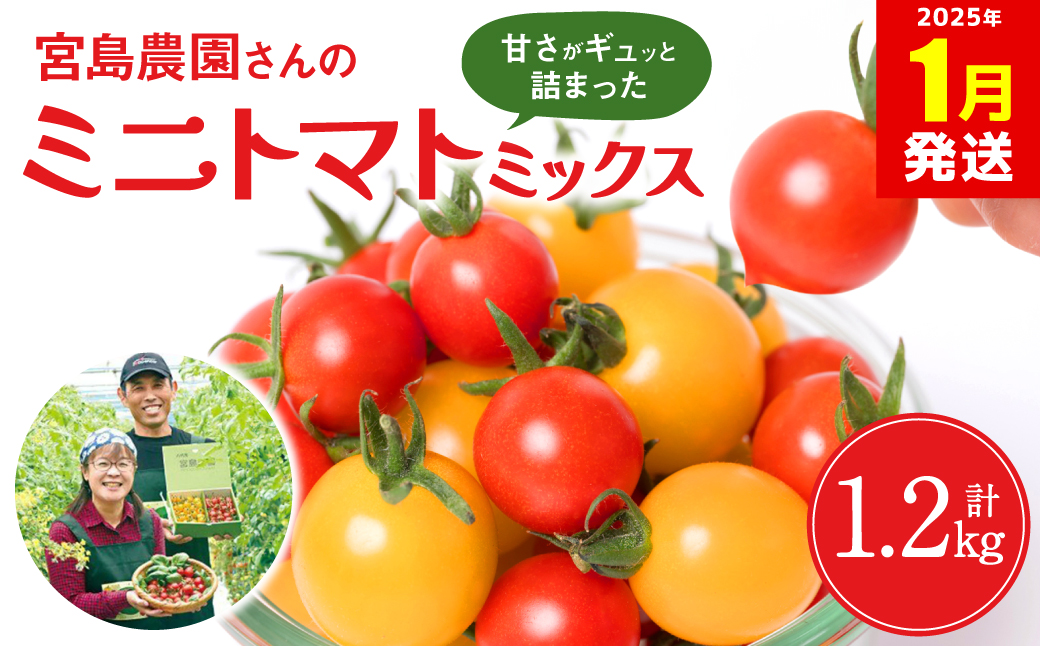 【2025年1月発送】八代市産 宮島農園 ミニトマト (ミックス)1.2kg とまと 野菜 赤トマト 黄色トマト