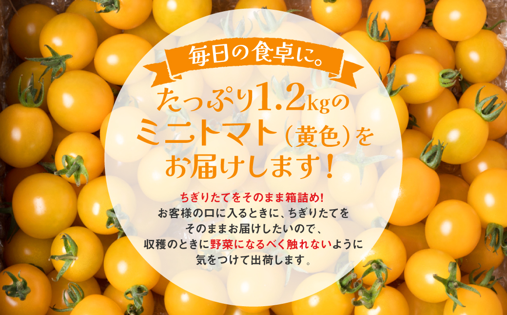 【先行予約】ミニトマト (黄色) 1.2kg 八代市産 宮島農園 トマト 甘い サラダ 【2024年11月上旬より順次発送】