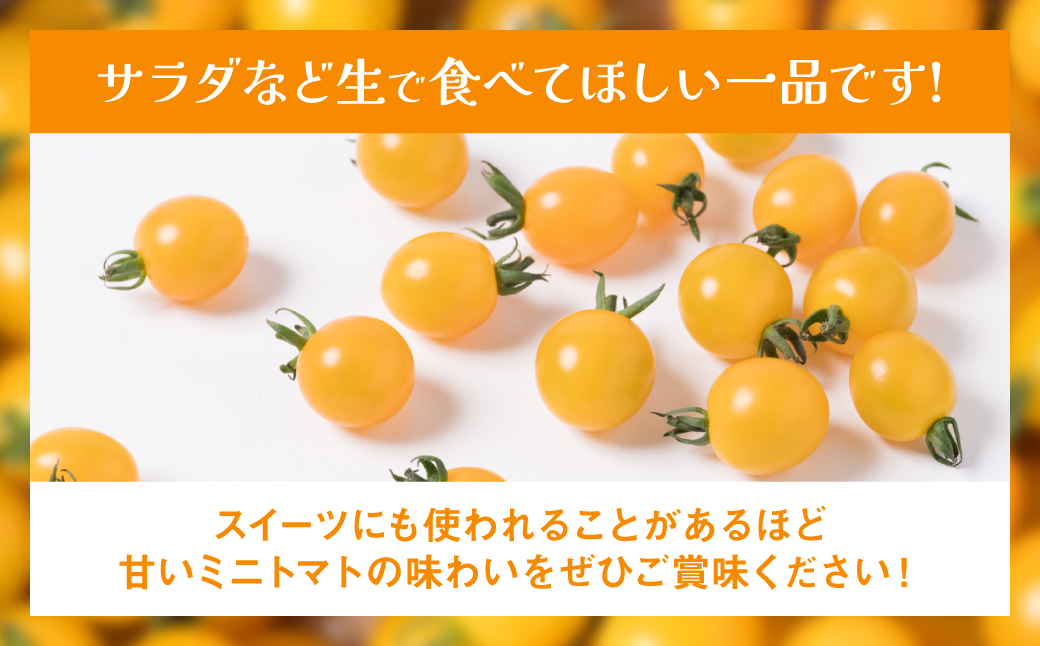 【先行予約】ミニトマト (黄色) 1.2kg 八代市産 宮島農園 トマト 甘い サラダ 【2024年11月上旬より順次発送】