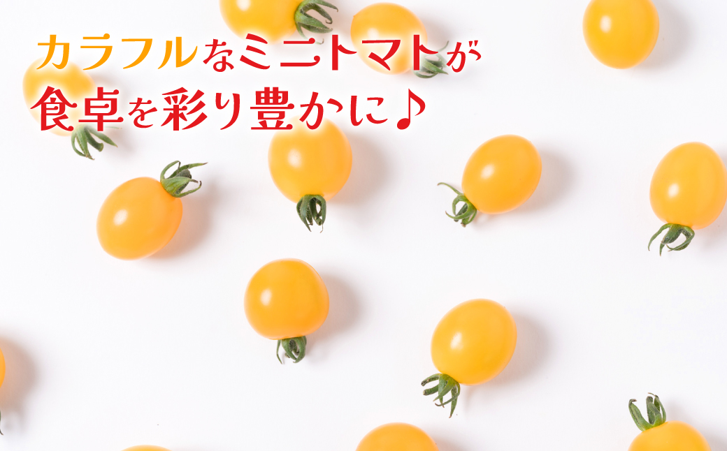 【先行予約】ミニトマト (黄色) 1.2kg 八代市産 宮島農園 トマト 甘い サラダ 【2024年11月上旬より順次発送】