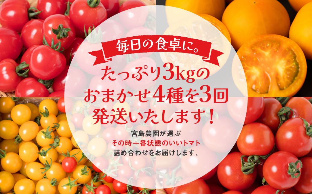 【先行予約】【定期便3回】おまかせトマト4種 3kg×3回 計9kg 八代市産 宮島農園 とまと 野菜 【2024年12月上旬より順次発送】