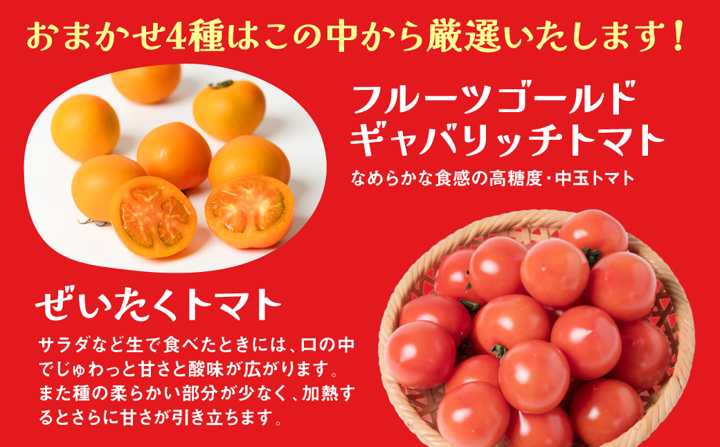 【先行予約】【定期便6回】おまかせトマト4種 3kg×6回 計18kg 八代市産 宮島農園 とまと 野菜【2024年12月上旬より順次発送】