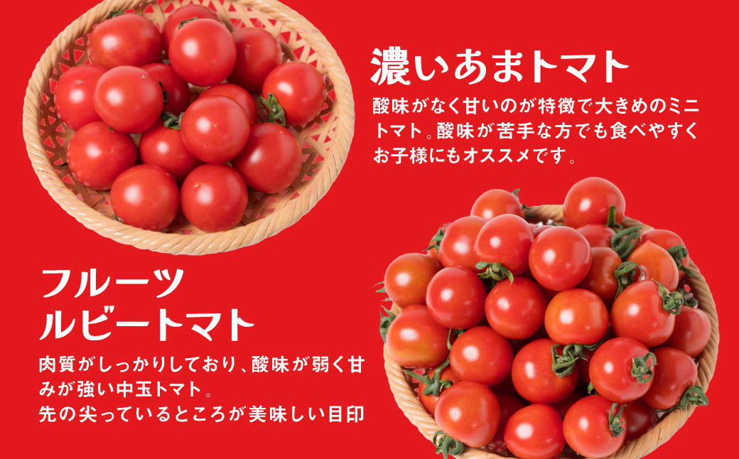 【先行予約】【定期便6回】おまかせトマト4種 3kg×6回 計18kg 八代市産 宮島農園 とまと 野菜【2024年12月上旬より順次発送】