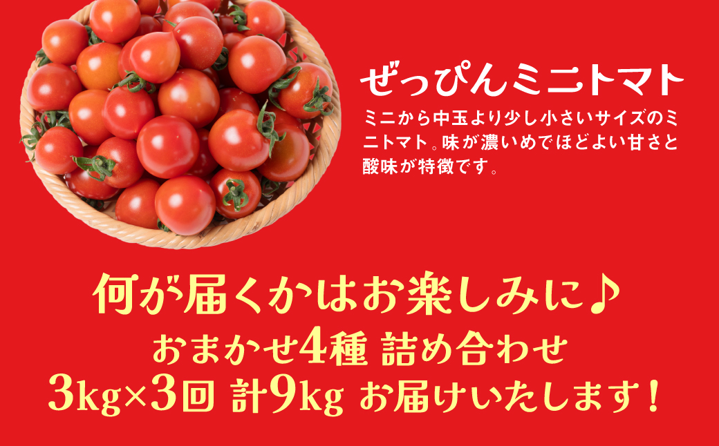 【先行予約】【定期便3回】おまかせトマト4種 3kg×3回 計9kg 八代市産 宮島農園 とまと 野菜 【2024年12月上旬より順次発送】