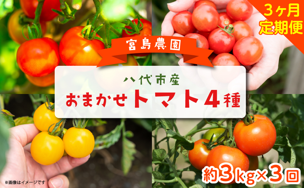定期便3回】おまかせトマト4種 3kg×3回 計9kg 八代市産 宮島農園|JAL ...