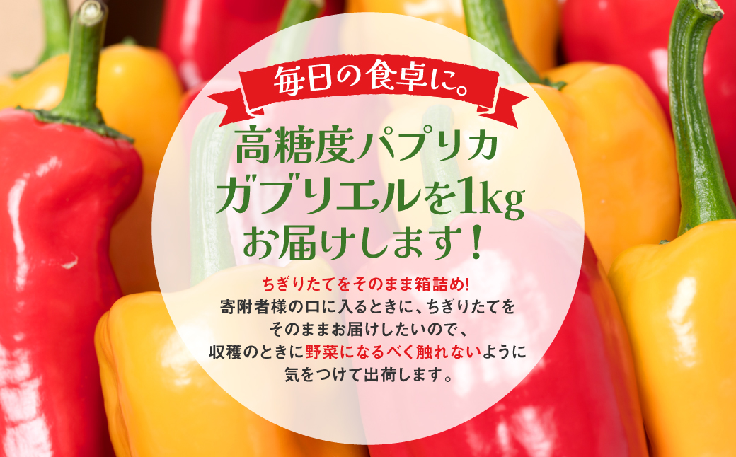パプリカ ガブリエル 1kg 八代市産 宮島農園 野菜 新鮮野菜 緑黄色野菜 国産 熊本県産