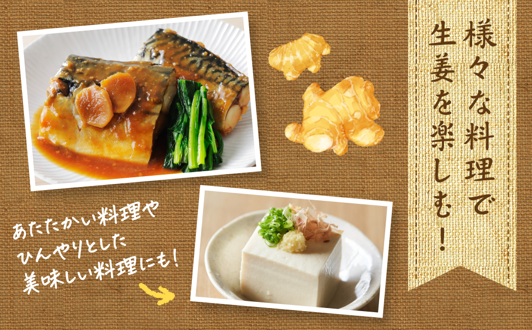 【先行予約】 熊本県八代市産 新生姜2kg 季節限定 しょうが ショウガ ガリ ジンジャー 野菜 食品 温活 冷え対策 旬 【2026年9月上旬より順次発送】