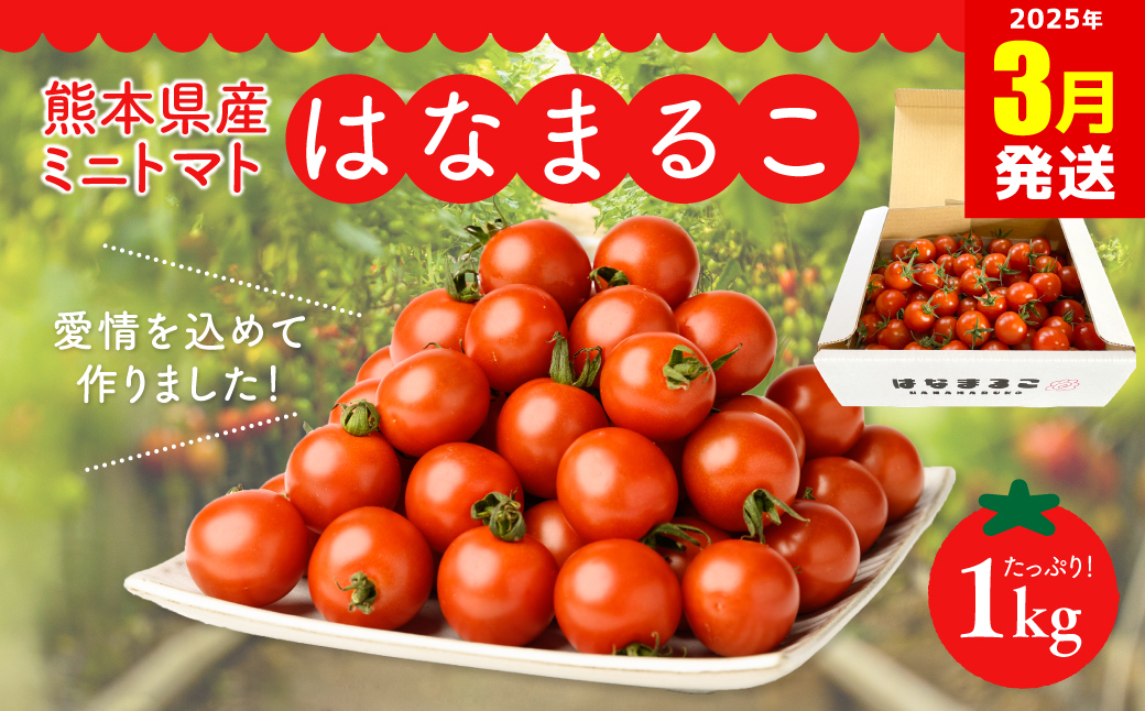 【2025年3月発送】熊本県産 ミニトマト はなまるこ 1kg 野菜 旬 熊本 とまと 