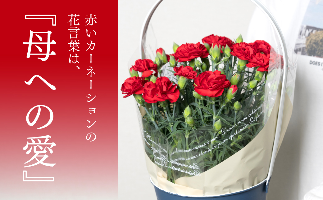 【先行予約】【2026年5月7日～8日発送】ポットカーネーション 赤 5号鉢 カゴ付き カーネーション 花 母の日 プレゼント ギフト 贈り物 熊本県 八代市